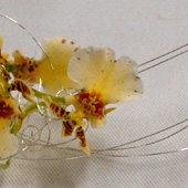 Petra Konrad Floristmeisterin